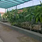 مانجو مطعم