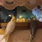 عرض طيور كروان منتجه في حاله ممتازه