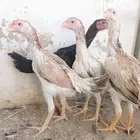 شامو ياباني مستوى طيب