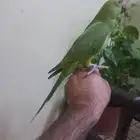 ببغاء الدرة