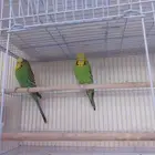 جوز بادجي هولندي