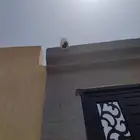 كاميرات مراقبه