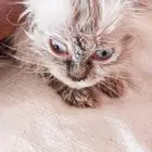 قطه انثه شيرازي عمرة 6شهر