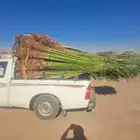 نخل للبيع وصل اليوم تبوك