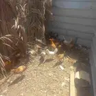 دجاج بلدي وفيومي