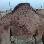 قعود فل نظيف شرط ع برسيم وشعير