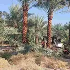 النخيل البيع