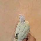 فروخ كنيور