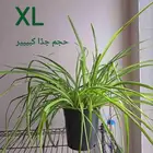 نبتة داخلية عنكبوت (سبايدر ) تم البيع XL