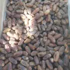 تمور مشكله للبيع برحي مكتومي سلج رشودي روثان