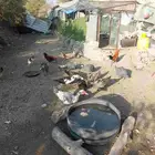 دجاج بلدي العدد 20والحجل اربع والبط 7