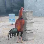 ديك سندي توب البطل
