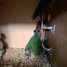 جوز كنيور بفروخه تم البيع