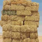 موجود تيبن ماشاالله