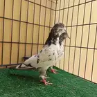 زوج على ولاه آخر ريشه