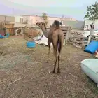 حاشي للبيع