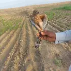 طأئر الباز وشبوط للبيع العدد 5