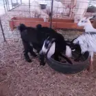 ذبايح للبيع