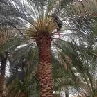 نشتري ثمر نخيل اخلاص مجدول