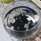 سمكه الفايتر مع الحوض للبيع