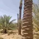نقوم بجميع اشغال النخيل عربي وشنطني قلع غرس نقل توريد في جمي