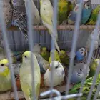 بادجي