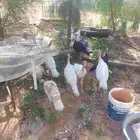 دجاج رومي