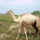 بكره اركه