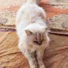 قطه شيرازي انثه للبيع عمره 6شهر هاديه