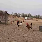 دجاج بلدي بياض