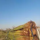 سلام عليكم عندنا هل الحلوه رميثيه ماشالله تبارك الله