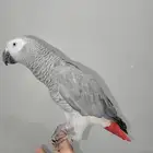 ببغاء الكاسكو أليف و متكلم