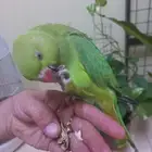 ببغاء الدرة أليف(تم البيع)