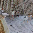 زيبرا فينش