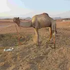 قليصه للبيع