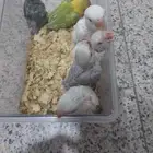 ماشاءالله تبارك الرحمن فروخ روز غر