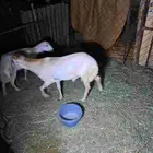 العرضه بطحان