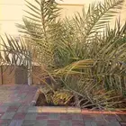 نخله خلاص