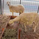 ضان دفيع للبيع