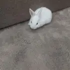 للبيع أرنب صغير العمر شهر