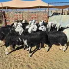 رخال جذعات نجد