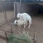 خروف فحل  نعجة مقاني