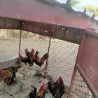 ديوك عربي عمر سنه 4اشهر