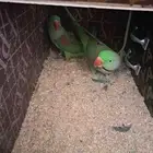 جوز نيبالي بفرخه