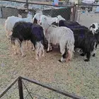 10 ضان نجد