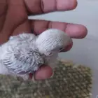 الحق الزين عرض على فروخ روز تقبل الغر بسهوله
