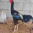 ديك هجين شامو