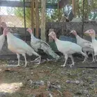 دجاج رومي للبيع