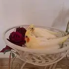 كروان البينو ولاتينو