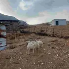 طليان تربية حري
